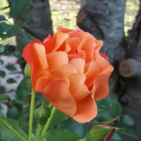 L’escale Côté Jardin