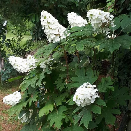 L'escale Cote Jardin Saint-Laurent-de-Médoc