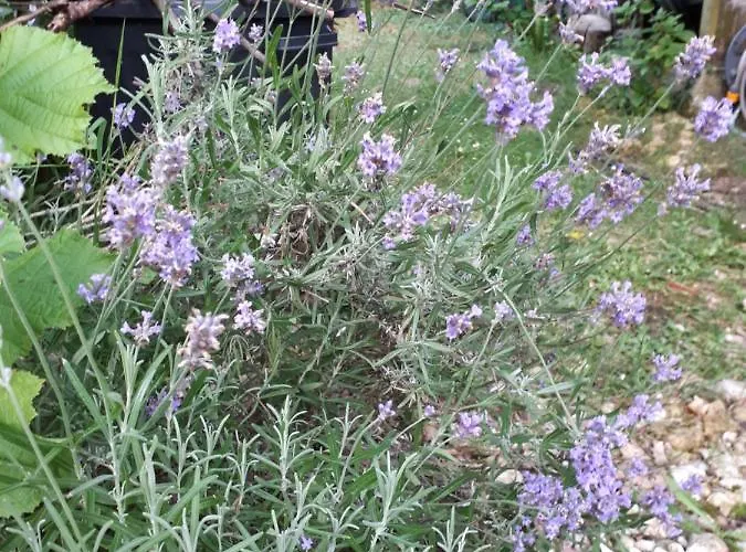 Дом отдыха L'escale Cote Jardin *