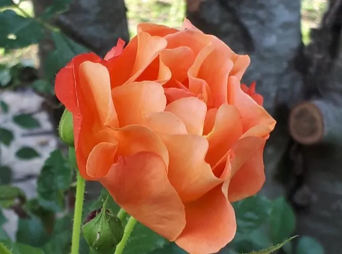 L'escale Cote Jardin