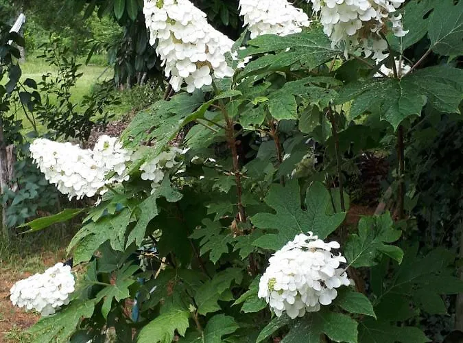 L'escale Cote Jardin Saint-Laurent-de-Medoc